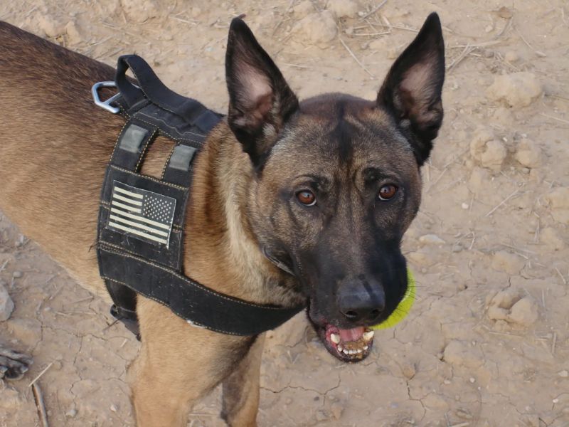 Military Working Dog Atos